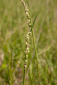 0032-Bevertjes---Briza-media-meadows-uncultivated-land