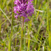 0034-grote-muggenorchis