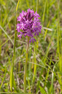 0034-grote-muggenorchis