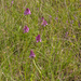 0036-grote-muggenorchis