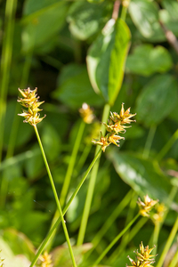0039-Gewone-bermzegge---Carex-spicata-open-woods-margins-of-woods