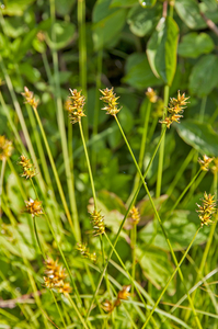 0040-Gewone-bermzegge---Carex-spicata-open-woods-margins-of-woods
