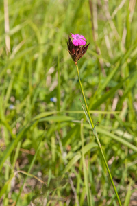 0041-Karthuizer-anjer---Dianthus-carthusianorum-stony-meadows