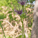 0043-Paarse-morgenster---Tragopogon-porrifolius-arid-meadows