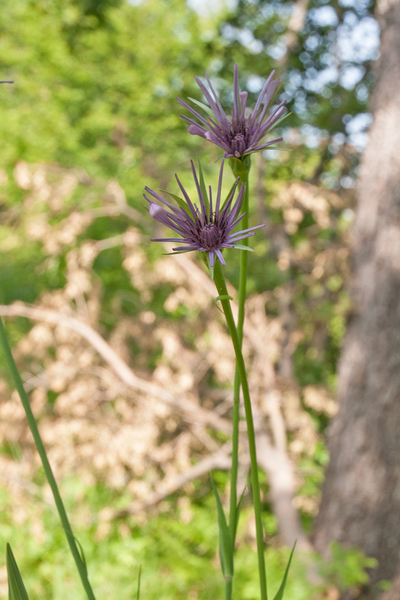 0043-Paarse-morgenster---Tragopogon-porrifolius-arid-meadows