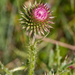 0044-distel