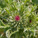0045-distel