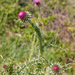0046-distel