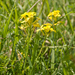 0050-Erysimum-pseudorhaeticum