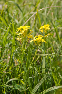 0050-Erysimum-pseudorhaeticum