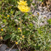 0051-Muizenoor---Hieracium-pilosella-stony-slopes