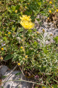 0051-Muizenoor---Hieracium-pilosella-stony-slopes