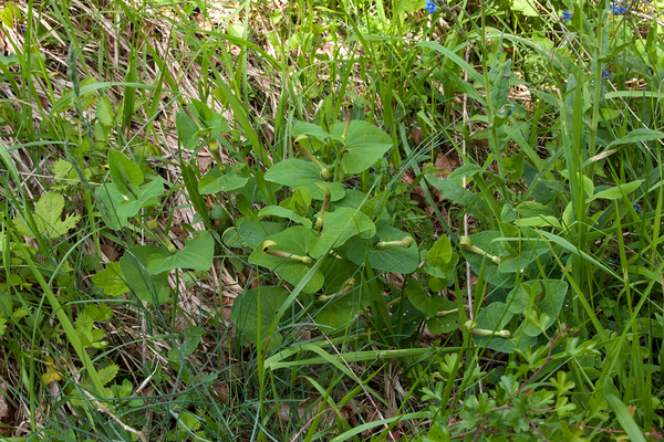 0055-Smearwort---Aristolochia-rotunda-arid-uncultivated-land-open