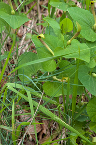 0056-Smearwort---Aristolochia-rotunda-arid-uncultivated-land-open