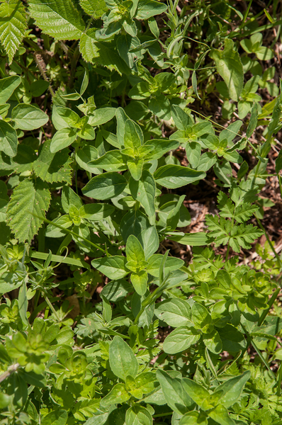 0060-Wilde-marjolein---Origanum-vulgare-open-woods-scrub