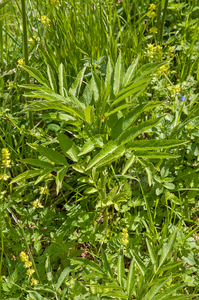 0061-Kruidvlier---Sambucus-ebulus-uncultivated-land-ruderal-envir