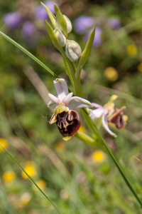 0067-Spinnenorchis---Ophrys-sphegodes