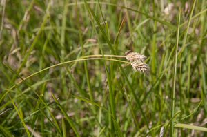 0069-sesleria-spec