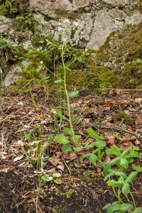 0072-Ronde-steenbreek---Saxifraga-rotundifolia