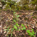 0073-Ronde-steenbreek---Saxifraga-rotundifolia