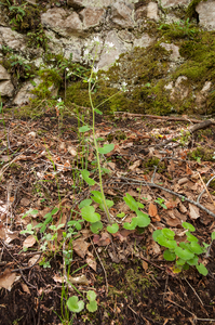 0073-Ronde-steenbreek---Saxifraga-rotundifolia