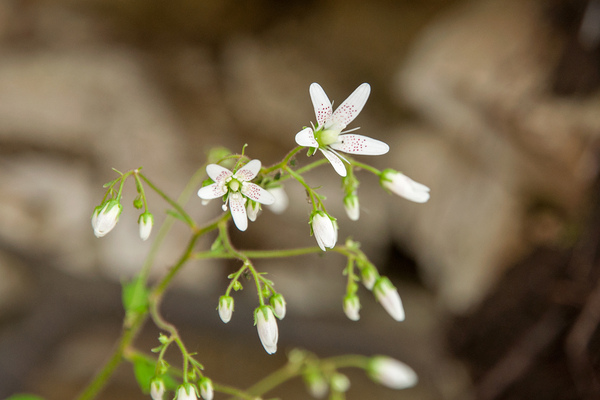 0076-Ronde-steenbreek---Saxifraga-rotundifolia