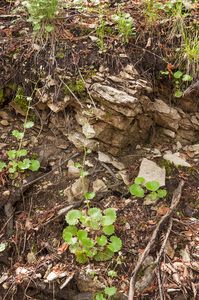 0077-Ronde-steenbreek---Saxifraga-rotundifolia