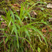 0080-grote-veldbies