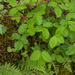 0087-Potentilla-micrantha-