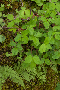0087-Potentilla-micrantha-