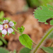 0088-Potentilla-micrantha-