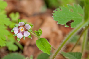 0088-Potentilla-micrantha-