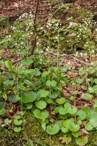 0089-Ronde-steenbreek---Saxifraga-rotundifolia