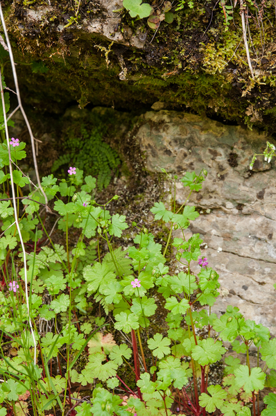 0090 geranium-lucidum-glanzige-ooievaarsbek-walls,-shady-cliffs