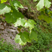 0091-acer-opalus