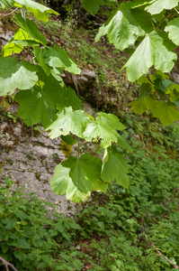 0091-acer-opalus