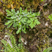0092-plant-onbekend