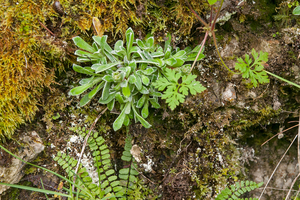 0092-plant-onbekend