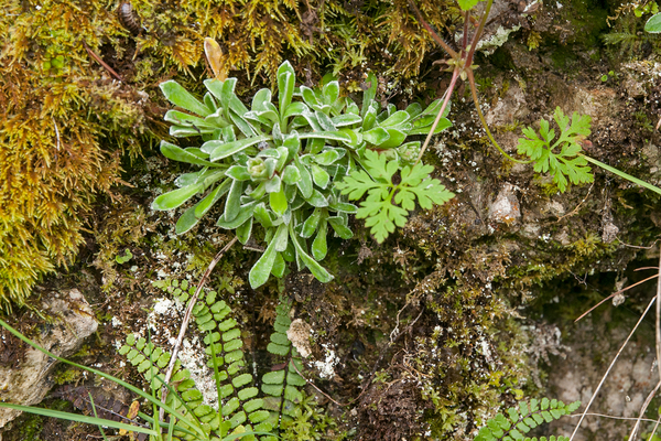 0092-plant-onbekend