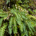 0093-Asplenium-ceterach-schubvaren-walls-and-cliffs