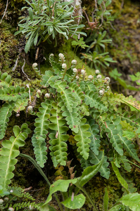 0093-Asplenium-ceterach-schubvaren-walls-and-cliffs