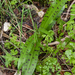 0094-bosorchis-