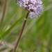0111-Valeriana-tuberosa