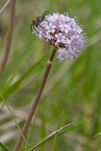 0111-Valeriana-tuberosa