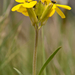 0114-Erysimum-pseudorhaeticum