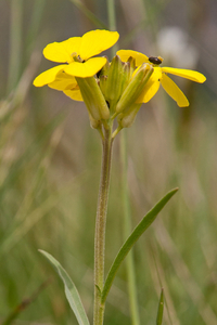 0114-Erysimum-pseudorhaeticum