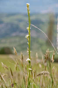 0115-Ruige-scheefkelk-Arabis-hirsuta