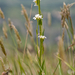 0116-Ruige-scheefkelk-Arabis-hirsuta