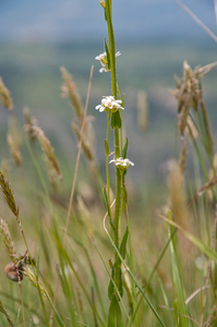 0116-Ruige-scheefkelk-Arabis-hirsuta