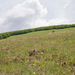 0117-landschap